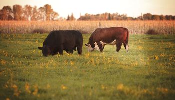 Se reabre el mercado para exportar genética bovina a Uruguay