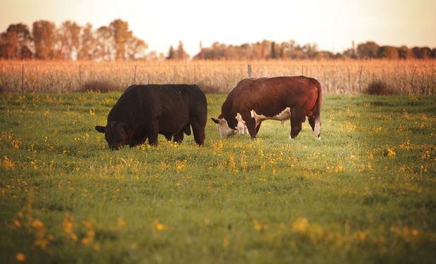 Se reabre el mercado para exportar genética bovina a Uruguay