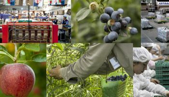 Se acordaron medidas para exportar fruta fresca a Canadá