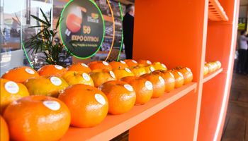 Citricultura brasileira vive ciclo de estratégias com a retomada da produção e o domínio do mercado global