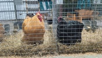 Após gripe aviária e Newcastle, aves e pássaros retornam à Expointer 2025