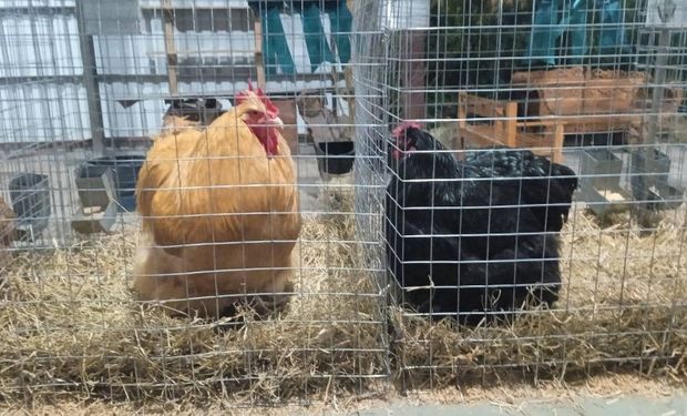 Macho da raça Orpingtom amarelo e fêmea da raça Orpingtom negra foram grandes campeões da classe Inglesas na Expointer de 2022. - (Foto: Divulgação)