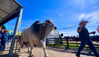 Gigante da Expointer: touro Brahman surpreende e bate recorde de peso