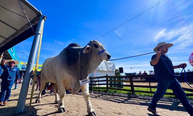 Gigante da Expointer: touro Brahman surpreende e bate recorde de peso