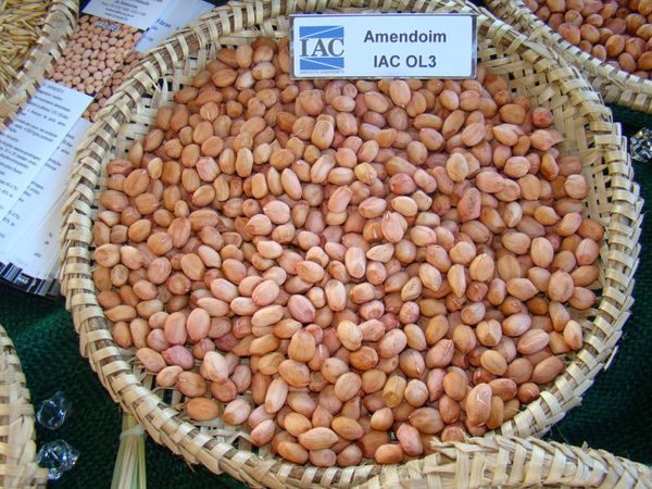 amendoin_saopaulo