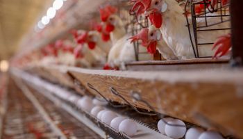 União Europeia retoma pré-listing para exportação de carne de aves do Brasil