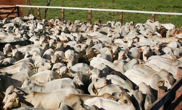 Exportação de carne bovina do Brasil deverá aumentar 7% em 2024 