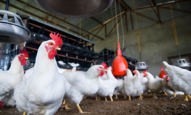Guerra e sanidade reforçam Brasil como maior exportador de frango