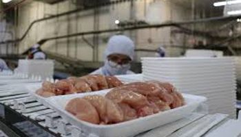 Com gripe aviaria à espreita, exportação de frango sobe 8,5% até junho