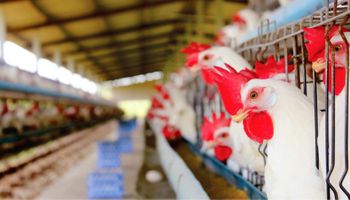 Exportação de frango cresce em abril, mas segue 2,8% abaixo no ano