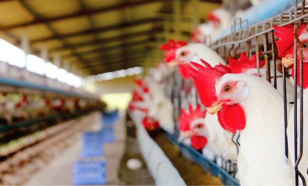 Exportação de frango cresce em abril, mas segue 2,8% abaixo no ano