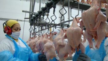 Escalada da guerra no Oriente Médio leva setor de frango do Brasil a preparar alternativas