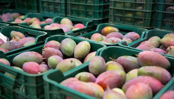 Brasil exporta US$ 1,45 bilhão em frutas em 2025 e renova recorde histórico