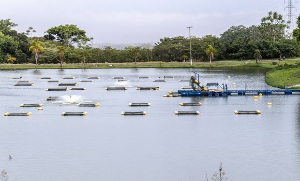 Menor oferta de filés de tilápia no mercado interno no período reduziu a disponibilidade externa. (foto - banco Mapa)