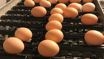 "Venimos del quinto subsuelo": sin retenciones, los productores de huevo quieren quintuplicar las exportaciones