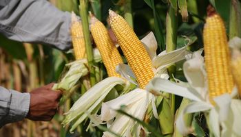 ¿Es falso que se alcanzó el "saldo exportable" de maíz?