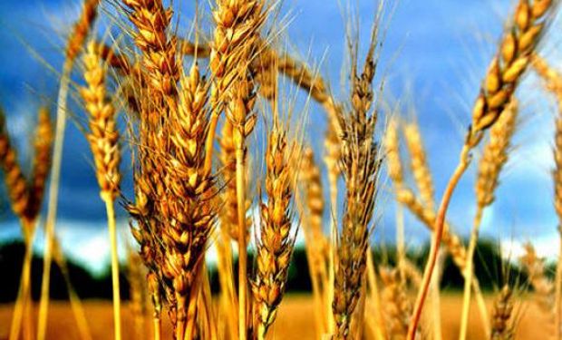 La suba del trigo externa todavía no se trasladó totalmente a la Argentina. Los valores de cosecha nueva no logran romper los u$s170/qq.