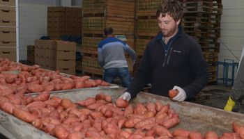 Argentina exportó por primera vez batatas a Inglaterra
