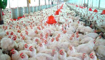 Carne aviar: Rusia concentra un tercio de las exportaciones argentinas