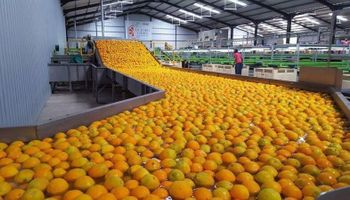 Cítricos y nueces: Argentina abrió un nuevo mercado y exportará a Perú
