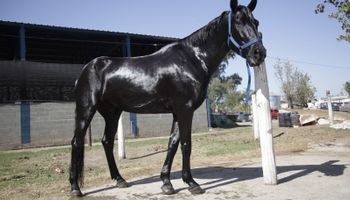 Líder mundial: Argentina exporta unos 250 caballos por mes vinculados al polo, las carreras y la equitación
