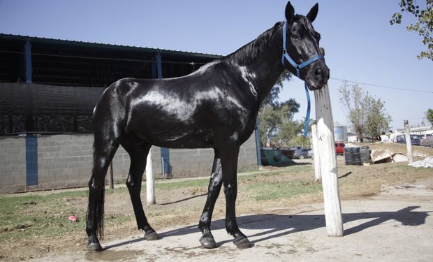 Líder mundial: Argentina exporta unos 250 caballos por mes vinculados al polo, las carreras y la equitación