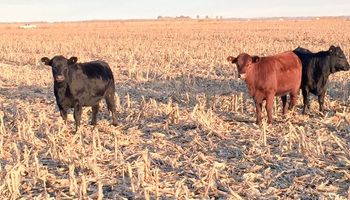 Exportaciones argentinas de carne vacuna cayeron 20%