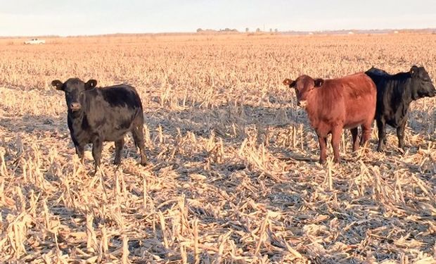 Exportaciones argentinas de carne vacuna cayeron 20%.