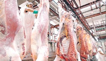Cayó un 11% la exportación de carne