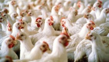 Exportaciones de carne aviar crecieron un 15%