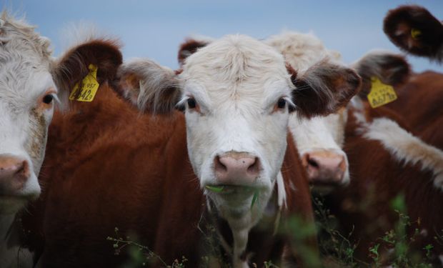 En 2019 se expandieron las exportaciones de todas las carnes.