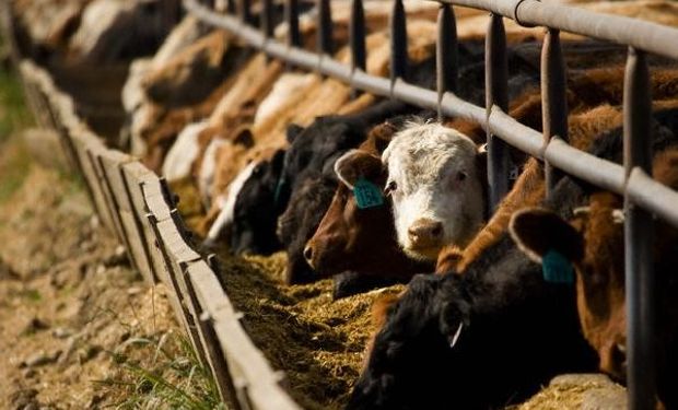 La postura de los feedlot frente al cierre de la exportación de carne