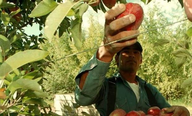 La cosecha de este año caerá entre 30% y 50%.