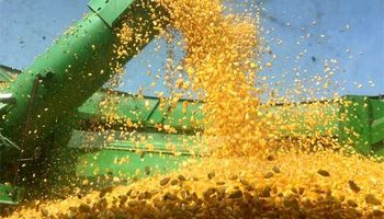 Abre la inscripción para las empresas que quieran exportar maíz, sorgo, soja y cebada a China