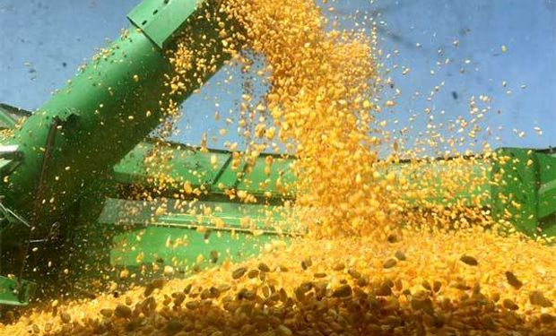 Abre la inscripción para las empresas que quieran exportar maíz, sorgo, soja y cebada a China