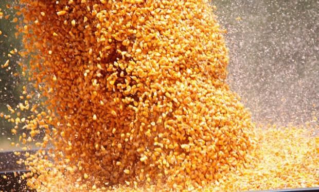 Las exportaciones mensuales de maíz son récord.