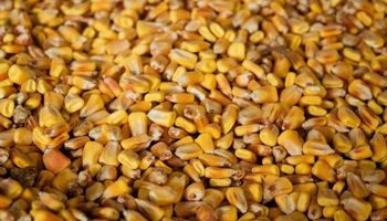 Con oposición del mercado, Ucrania planea limitar la exportación de maíz: cuándo se define