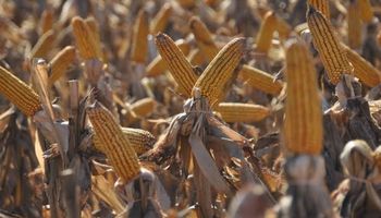 Exportación de maíz podría ser de 24 millones de toneladas