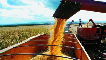 Cae la exportación de maíz en Argentina