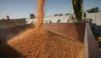 Enero histórico para la exportación de maíz