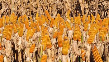 En vez de grano, maíz exportado en carne, leche y bioenergía
