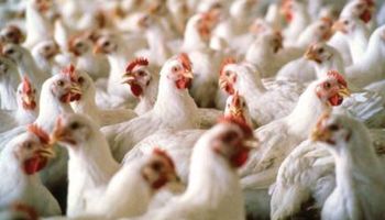 Exportación argentina de pollos cayó 63%