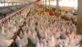 Derrumbe del 64% en la exportación argentina de pollos