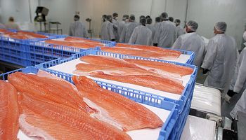 Con el salmón, Chile superó las colocaciones argentinas de carne vacuna