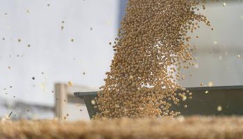 Récord: en pleno coronavirus, la exportación de soja de Brasil se supera mes a mes