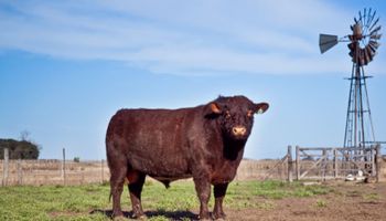 Argentina exportará semen de toros y embriones de ganado a Kazajstan