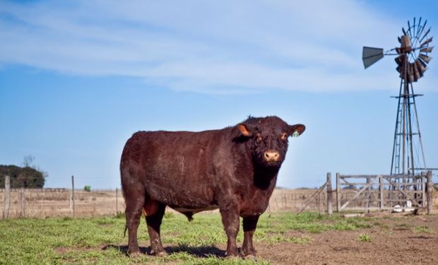 Acordaron con las autoridades sanitarias kazajas los certificados veterinarios, a fin de exportarles semen de toros y embriones de ganado mayor.