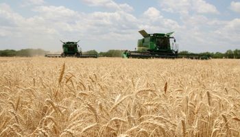Histórico: exportación de trigo será la mayor en 10 años