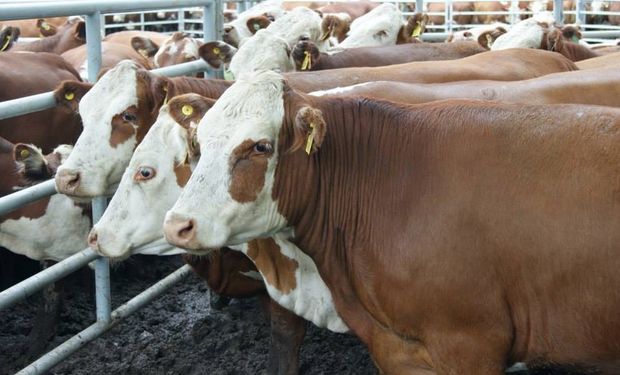 El negocio de exportación de vacas en pie a Brasil es para animales gordos de campo