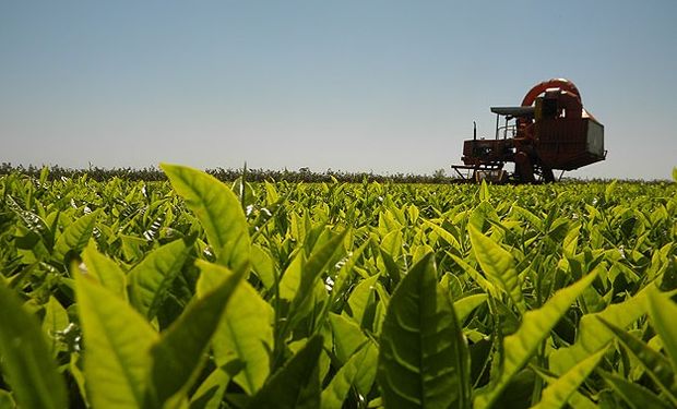 Advierten sobre un posible cierre de exportaciones de yerba